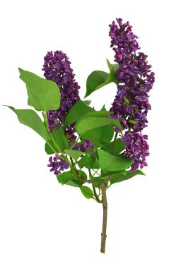 Eflatun çiçekler grup beyaz zemin üzerinde. İzole. Güzel menekşe leylak çiçek. Güzellik kokulu leylak çiçek buketi metniniz için kopya alanı ile