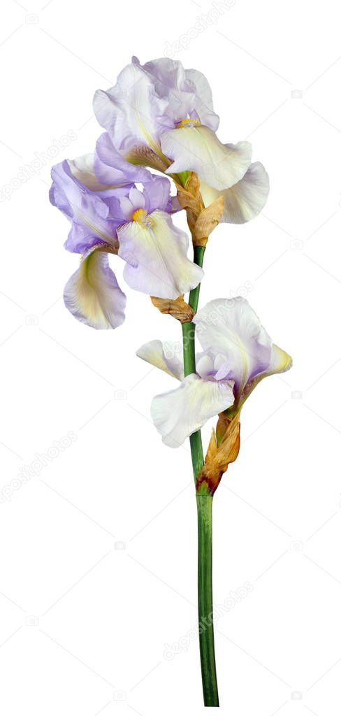 fresh spring  irise flowers Isolated on white background without shadow. Close-up. spring.