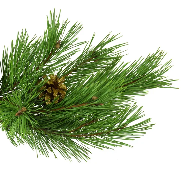 Pine Gren Med Kottar Isolerad Vit Bakgrund Utan Skugga Jul — Stockfoto