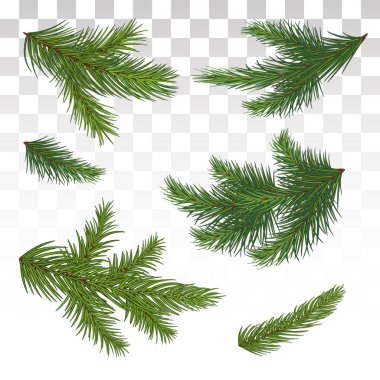 A large set of different green pine branches. Isolated. Christmas. Decor. Green lush spruce or pine branch. Fir tree branch isolated on white vector christmas element.  Vector illustration. Eps 10. clipart