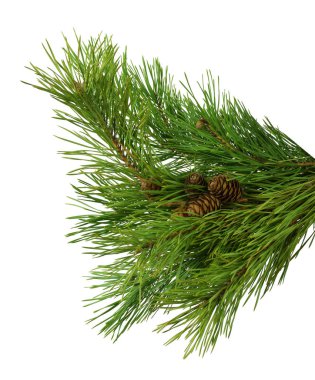 Beyaz arka plan olmadan gölge izole koniler ile çam dalı. Noel. Sezon. Doğa.