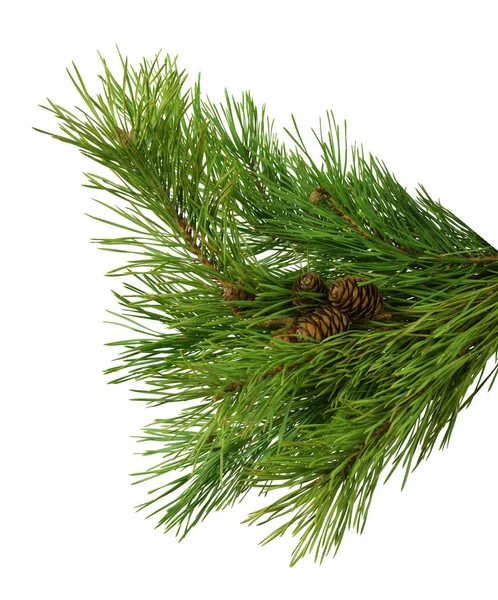 Pine Gren Med Kottar Isolerad Vit Bakgrund Utan Skugga Jul — Stockfoto