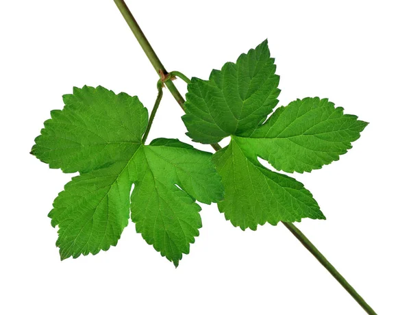 Hopfenblätter Nahaufnahme Isoliert Ohne Schatten Brauen Zutaten — Stockfoto