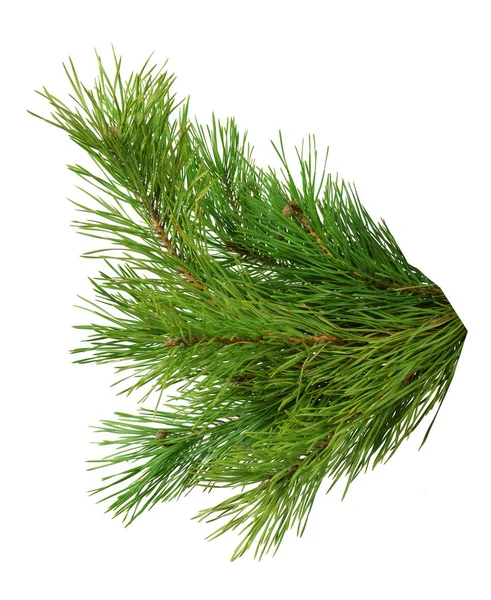 Bujny Zielony Gałęzi Sosny Samodzielnie Bez Cienia Tradycyjne Świąteczne Ozdoby Zdjęcie Stockowe