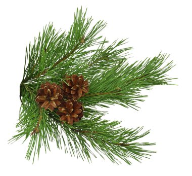 Beyaz arka plan olmadan gölge izole koniler ile çam dalı. Noel. Sezon. Doğa.