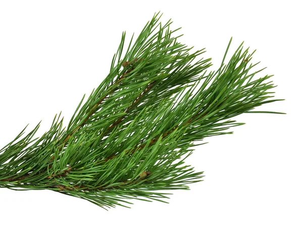 Vertakking Van Pijnboom Close Geïsoleerd Zonder Een Schaduw Conifer Boom — Stockfoto