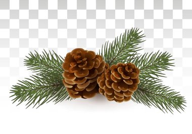 Basit bir kırsal kompozisyon - Noel ağacın Noel / sedir ve koniler. İzole. vektör çizim. EPS 10.