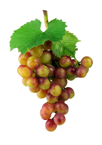 ワインと秋のコンセプト 影なしの白い背景に分離されたブドウのクラスター 葉で熟したブドウの房 健康的な食事 ワイン作り — ストック写真