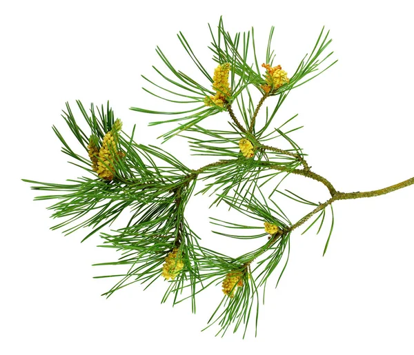 Green Pine Christmas Tree Green Branch Cones Isolated White Background — стоковое фото