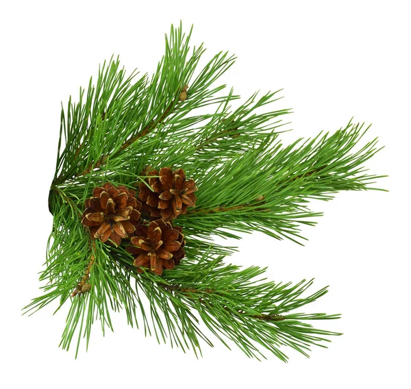 Green Pine Christmas Tree Green Branch Cones Isolated White Background — стоковое фото