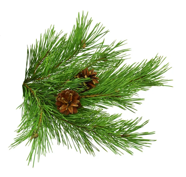 Pine Cone Spruce Branch Christmas Winter New Year Holiday Decoration — Stock Photo, Image