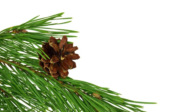 Pine Cone Spruce Gren Jul Vinter Och Nyår Semester Dekoration — Stockfoto