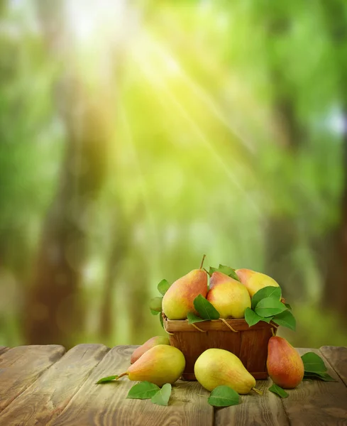 木製のテーブル上のバスケットの熟した梨の秋の背景 太陽光線で香りの良い梨です 自然背景をぼかし 秋の時間 — ストック写真