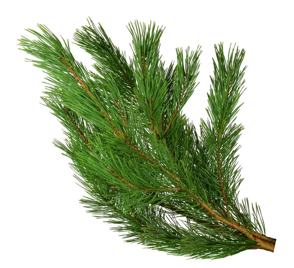 Grenar Väldoftande Pinjeträd Isolerad Vit Bakgrund Utan Skugga Närbild Jul — Stockfoto