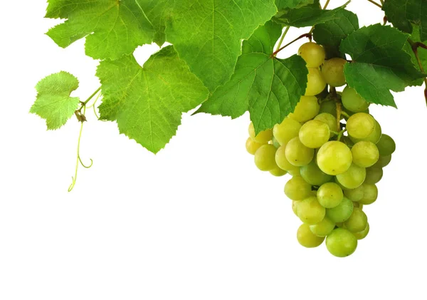 Bunch Grapes Vine Leaves Tendrils Grapes Green Leaf Healthy Eating — Stock Photo, Image