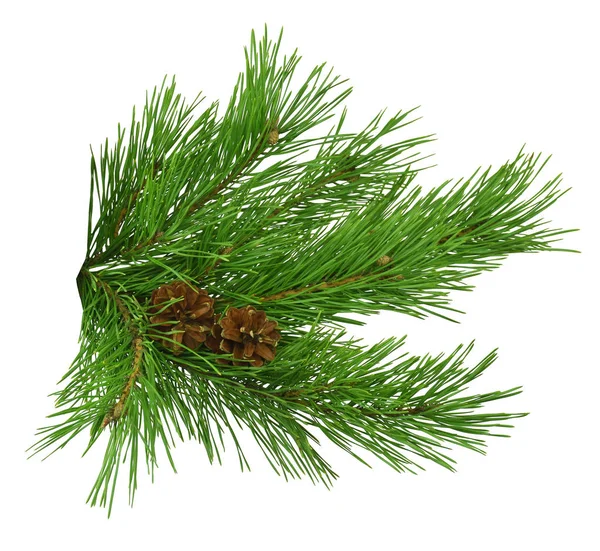 Green Pine Christmas Tree Green Branch Cones Isolated White Background — стоковое фото