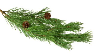 Yeşil çam Noel ağacı yeşil dal ve beyaz arka plan üzerinde izole koniler. Çam kozalakları ile yeşil dallar. Noel.