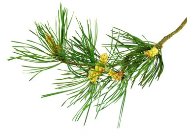 Çam koni, Ladin şube. Noel, kış ve Yılbaşı tatil dekorasyon sembolü. Doğa ve orman. Doğa. Kış tatili. Beyaz arka plan olmadan gölge izole.