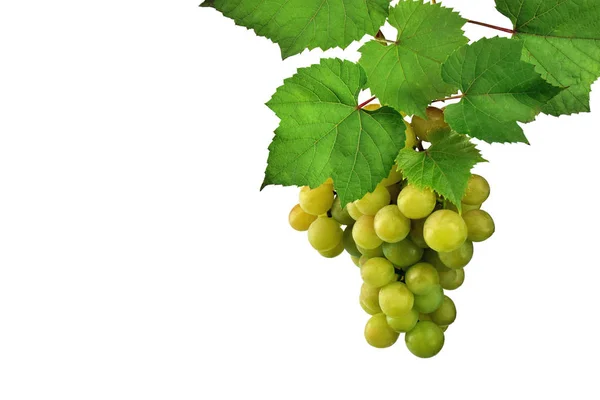 Большая Куча Легкого Винограда Листьями Изолирована Тени Ингредиент Здоровое Питание — стоковое фото