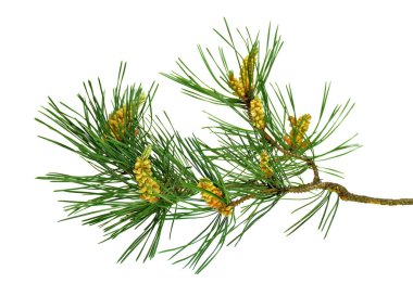 Yeşil çam Noel ağacı yeşil dal ve beyaz arka plan üzerinde izole koniler. Çam kozalakları ile yeşil dallar. Noel.