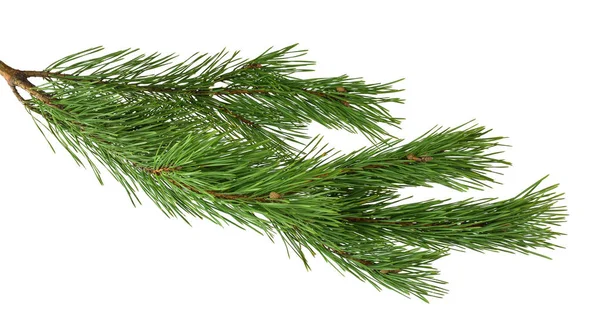 Grenar Väldoftande Pinjeträd Isolerad Vit Bakgrund Utan Skugga Närbild Jul Stockbild