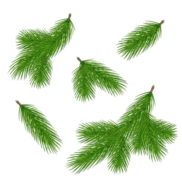 Κλαδιά Δέντρων Πεύκων Χριστουγεννιάτικες Υποκατάστημα Δέντρο Έλατο Χριστούγεννα Decorarion Στοιχεία — Διανυσματικό Αρχείο