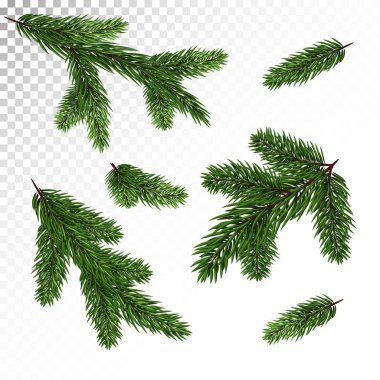 Bir dizi farklı yeşil, gerçekçi köknar dalı. Çam dalları. Beyaz izole. Christmas illüstrasyon. Vektör. Eps10.