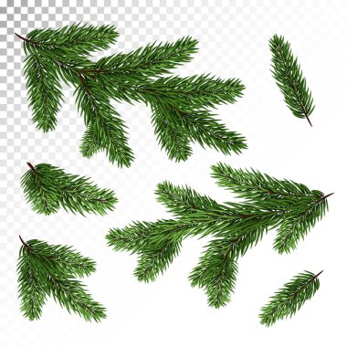 Bir dizi farklı yeşil, gerçekçi köknar dalı. Çam dalları. Beyaz izole. Christmas illüstrasyon. Vektör. Eps10.
