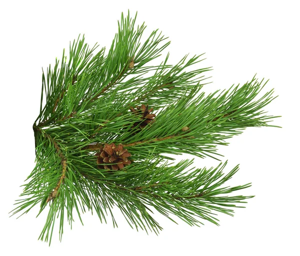Pine Cone Spruce Branch Christmas Winter New Year Holiday Decoration Stock Photo