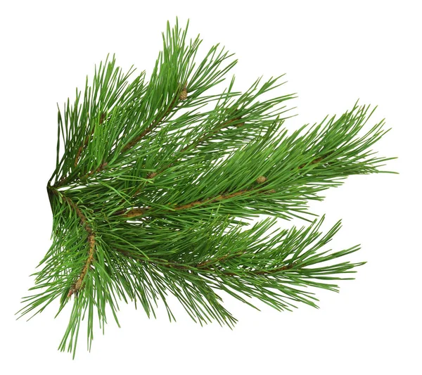 Grenar Väldoftande Pinjeträd Isolerad Vit Bakgrund Utan Skugga Närbild Jul — Stockfoto