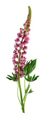 Pembe lupine çiçek açmış. Beyaz arka plan olmadan gölge izole. Yakın çekim. dekorasyon ve tasarım için.