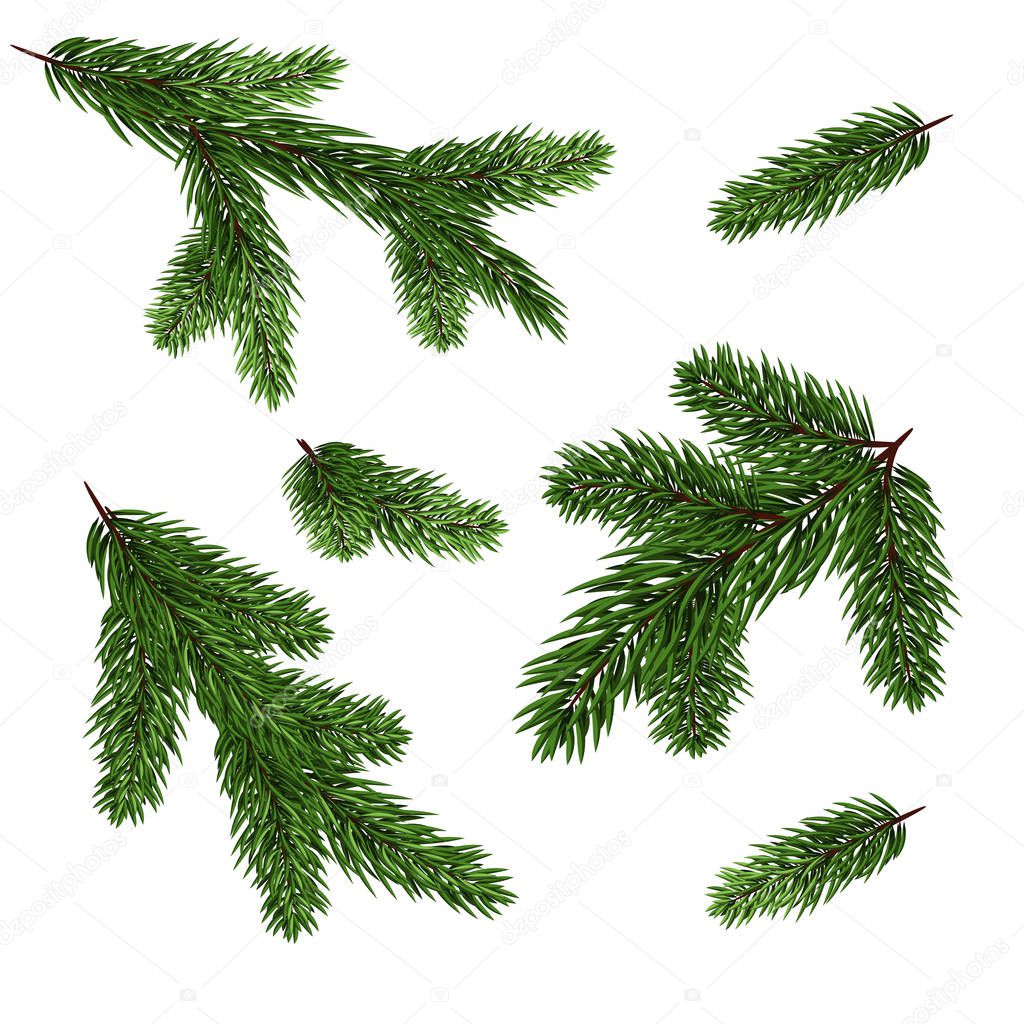 Christmas tree branches set for a Christmas decor. Branches close-up. Set of Fir Branches. 