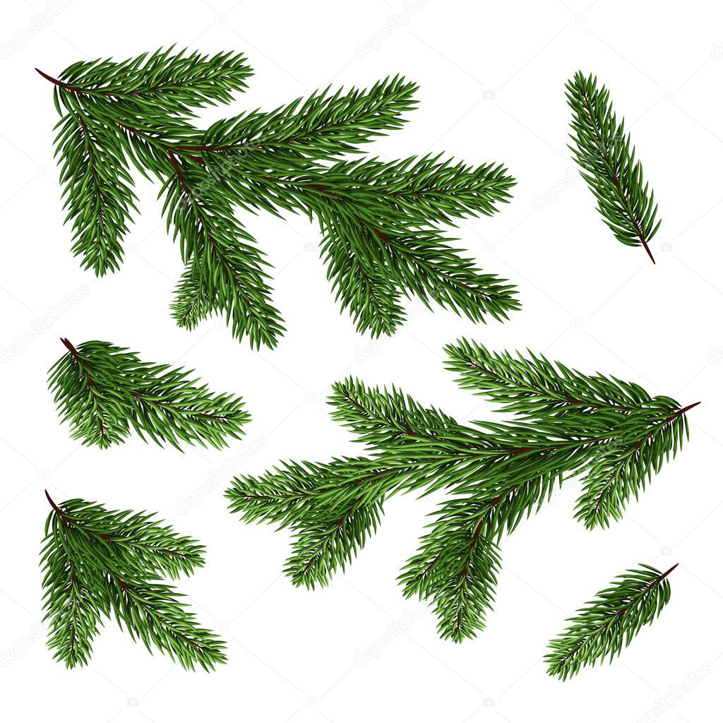 Christmas tree branches set for a Christmas decor. Branches close-up. Set of Fir Branches. 