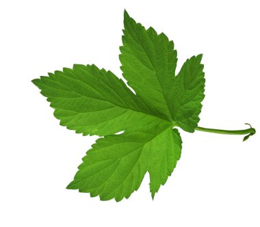 Yaprakları şerbetçiotu. Yakın çekim. Bir gölge izole. Bira. Malzemeler.
