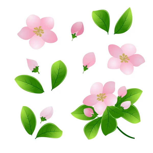 Set Mit Grünen Blättern Rosa Kirsch Apfelfarbenen Blüten Und Zweigen — Stockfoto