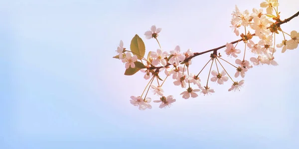 Cherry Orchard en la mañana de primavera. Ramas de la flor cher — Foto de Stock