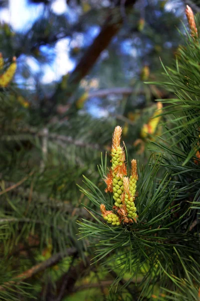 Cones de pinheiro close-up. Árvores coníferas. Floresta. Luz solar. entrar. — Fotografia de Stock