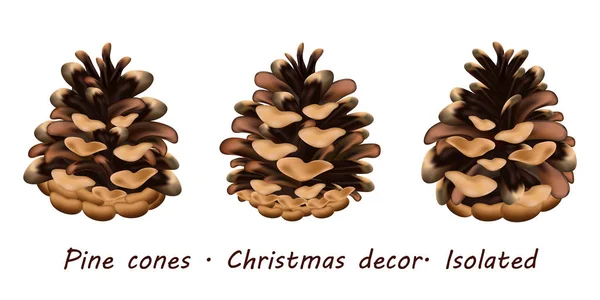 Šišky. Sada realistických borových šišek pro slavnostní Vánoce — Stock fotografie