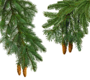 Beyaz sırtında çam kozalakları olan Noel ağacı dalları