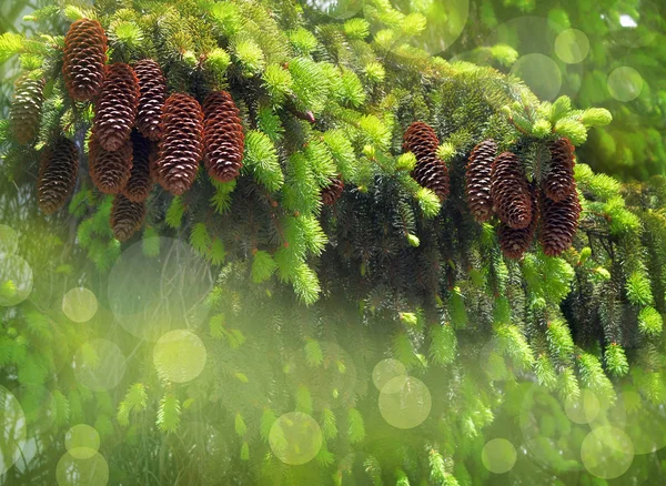 Pine cones close-up. Coniferous trees. Forest. Sunlight. walk in — Stock Photo, Image