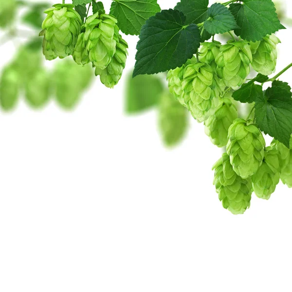 Whole hops with green leaves on a white background. Brewery. Bee