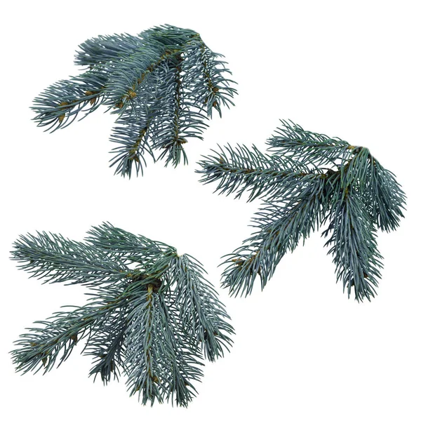 Christmas tree branches set for a Christmas decor. Branches clos — Stock Photo, Image