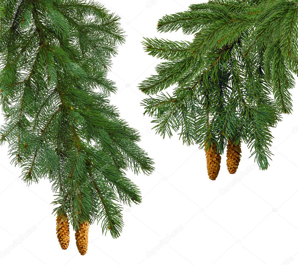 Christmas tree branches with pine cones isolated on white backgr