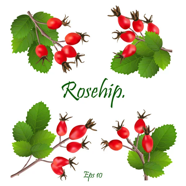 Набор красных ягод шиповника на ветвях с зелеными листьями. Медичи — стоковый вектор