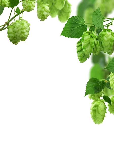 Hop. Hop cones with leaves on a white background. Natural backgr — Stock Photo, Image