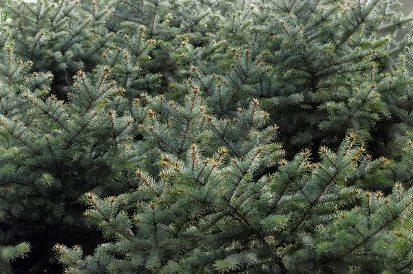 Jul bakgrund med gröna grenar av en julgran i — Stockfoto