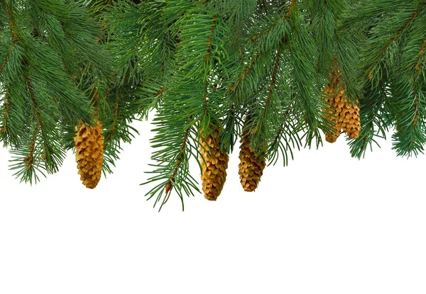 Christmas tree branches with pine cones isolated on white backgr Stock Image