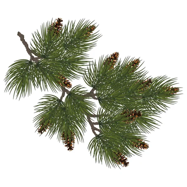Tannenzweig Weihnachtsbaum Tannenzweig Nadelbaum Mit Zapfen Saftiger Tannenzweig Feiertagsgrüne Dekoration — Stockvektor