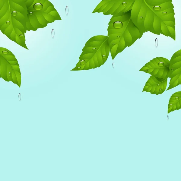 Summer rain. Natural resources conservation concept. Nature background. Green leaves with raindrops on the background of the summer sky.