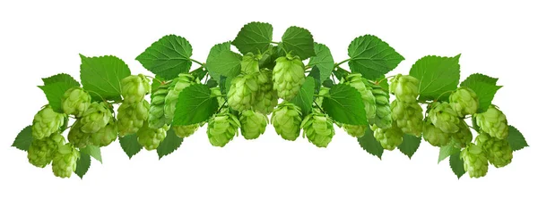 hop plant, bunch of hops with leaves and hop cones . beer and bread production. hop cones . Agriculture. decoration from hop leaves and cones. Green decor. Medicinal plant.